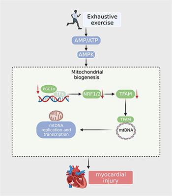 Novel insights into exhaustive exercise-induced myocardial injury: Focusing on mitochondrial quality control